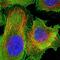 Transmembrane Protein 266 antibody, NBP1-81939, Novus Biologicals, Immunofluorescence image 