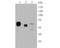 Serpin Family C Member 1 antibody, NBP2-80392, Novus Biologicals, Western Blot image 
