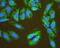 Eukaryotic Translation Initiation Factor 4 Gamma 1 antibody, A01351-2, Boster Biological Technology, Immunofluorescence image 