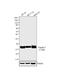 Claudin 7 antibody, 34-9100, Invitrogen Antibodies, Western Blot image 