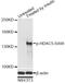 Histone Deacetylase 5 antibody, MBS128453, MyBioSource, Western Blot image 