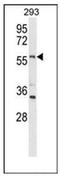 Limb Development Membrane Protein 1 Like antibody, AP52505PU-N, Origene, Western Blot image 