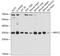 Actin Related Protein 2/3 Complex Subunit 2 antibody, A06165, Boster Biological Technology, Western Blot image 