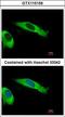 Eukaryotic Translation Initiation Factor 2 Subunit Beta antibody, LS-C155267, Lifespan Biosciences, Immunofluorescence image 