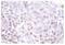 Histone Cluster 1 H2A Family Member M antibody, AP06486PU-N, Origene, Immunohistochemistry frozen image 