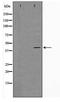 G Protein-Coupled Receptor 68 antibody, TA347757, Origene, Western Blot image 