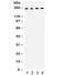 Thrombospondin 1 antibody, R31909, NSJ Bioreagents, Western Blot image 