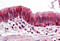 Thioredoxin antibody, MBS242371, MyBioSource, Immunohistochemistry frozen image 
