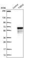 TRNA Splicing Endonuclease Subunit 2 antibody, NBP1-81140, Novus Biologicals, Western Blot image 