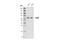 CGAS antibody, 66546S, Cell Signaling Technology, Western Blot image 