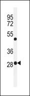 RNA Polymerase III Subunit H antibody, LS-C162690, Lifespan Biosciences, Western Blot image 