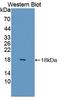 Fatty Acid Binding Protein 6 antibody, LS-C372505, Lifespan Biosciences, Western Blot image 