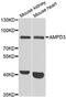 AMP deaminase 3 antibody, PA5-76912, Invitrogen Antibodies, Western Blot image 