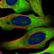 Ribosomal Protein L10a antibody, PA5-62845, Invitrogen Antibodies, Immunofluorescence image 