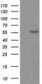 p53 antibody, TA502924S, Origene, Western Blot image 