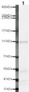 Ret Proto-Oncogene antibody, PA5-19768, Invitrogen Antibodies, Western Blot image 