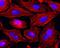 Myosin Heavy Chain 9 antibody, GTX33939, GeneTex, Immunofluorescence image 