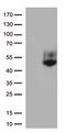 CD16A antibody, TA813632, Origene, Western Blot image 