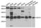 SLAM Family Member 7 antibody, abx004430, Abbexa, Western Blot image 