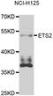 ETS Proto-Oncogene 2, Transcription Factor antibody, LS-C349058, Lifespan Biosciences, Western Blot image 