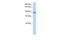 Calpain 15 antibody, PA5-68981, Invitrogen Antibodies, Western Blot image 