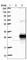 ADP Ribosylation Factor Like GTPase 6 Interacting Protein 6 antibody, HPA014743, Atlas Antibodies, Western Blot image 