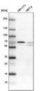 Leucine Rich Repeat Containing 47 antibody, PA5-52570, Invitrogen Antibodies, Western Blot image 