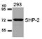 Protein Tyrosine Phosphatase Non-Receptor Type 11 antibody, GTX50624, GeneTex, Western Blot image 