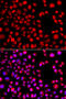H2.0 Like Homeobox antibody, 14-911, ProSci, Immunofluorescence image 