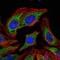 Pyruvate Dehydrogenase Kinase 1 antibody, ab110025, Abcam, Immunofluorescence image 