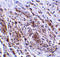 Tripartite motif-containing protein 5 antibody, 3239, ProSci, Immunohistochemistry paraffin image 