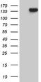 Ubiquitin Specific Peptidase 40 antibody, LS-C800173, Lifespan Biosciences, Western Blot image 