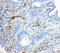 Transient Receptor Potential Cation Channel Subfamily C Member 6 antibody, LS-C312900, Lifespan Biosciences, Immunohistochemistry paraffin image 