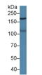 Microtubule Associated Serine/Threonine Kinase 2 antibody, LS-C373599, Lifespan Biosciences, Western Blot image 