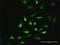 Salt Inducible Kinase 1 antibody, H00150094-D01P, Novus Biologicals, Immunocytochemistry image 