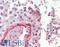 Fibulin 2 antibody, LS-B15624, Lifespan Biosciences, Immunohistochemistry paraffin image 