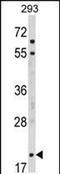 Myelin Associated Oligodendrocyte Basic Protein antibody, PA5-72493, Invitrogen Antibodies, Western Blot image 