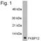 FKBP Prolyl Isomerase 1A antibody, NB300-508, Novus Biologicals, Western Blot image 