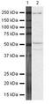 FOXP3 antibody, MA5-14662, Invitrogen Antibodies, Western Blot image 