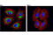 Mitochondrial import receptor subunit TOM20 antibody, 42406S, Cell Signaling Technology, Immunofluorescence image 