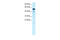 T-Box 21 antibody, ARP32612_P050, Aviva Systems Biology, Western Blot image 