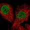 Transcription Elongation Factor A3 antibody, HPA055811, Atlas Antibodies, Immunofluorescence image 