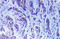 Mitogen-Activated Protein Kinase Kinase Kinase 5 antibody, AP21014PU-N, Origene, Immunohistochemistry frozen image 