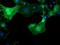 Migration And Invasion Enhancer 1 antibody, NBP2-46592, Novus Biologicals, Immunofluorescence image 