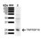 TNF Receptor Superfamily Member 18 antibody, LS-C774539, Lifespan Biosciences, Western Blot image 