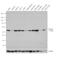 ATP Synthase F1 Subunit Alpha antibody, 43-9800, Invitrogen Antibodies, Western Blot image 