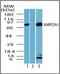 Adenosine Monophosphate Deaminase 1 antibody, orb87654, Biorbyt, Western Blot image 