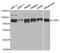 Chromobox 4 antibody, A6221, ABclonal Technology, Western Blot image 