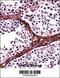 Bromodomain Containing 1 antibody, 57-419, ProSci, Immunohistochemistry frozen image 