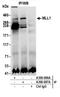 p180 antibody, A300-086A, Bethyl Labs, Immunoprecipitation image 